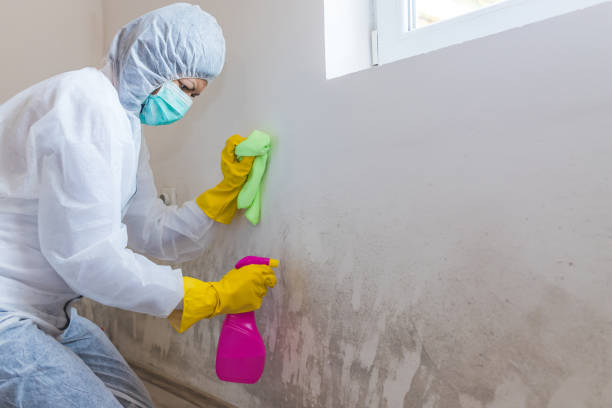 Best Black Mold Removal  in Canby, MN